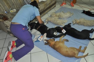 Campaña. Se ofrecerán 70 cirugías gratuitas para perros y gatos del sector oriente de Torreón. (EL SIGLO DE TORREÓN)