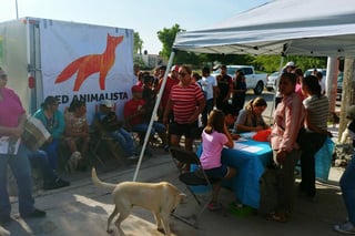 Sin costo. Ayer se llevó a cabo la segunda campaña de esterilización por parte de la Red Animalista Laguna. (GUADALUPE MIRANDA)