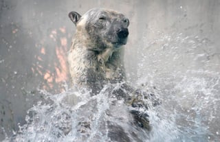 La muerte del oso polar de 27 años fue dada a conocer por la organización Wildlife Reserves Singapore (WRS), que administra el zoológico, la cual indicó que la salud del carismático Inuka se había disminuido significativamente y que continuaría deteriorándose aún más. (AP)