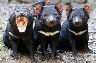 El hallazgo de 14 ejemplares libres de la enfermedad constituye un importante avance para el programa Save the Tasmanian Devil, ya que el cáncer ha devastado más del 80 por ciento de la población de este marsupial, declarado en peligro de extinción. (ARCHIVO)