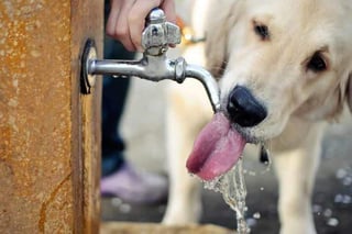 Las mascotas deben permanecer hidratadas. (Especial)