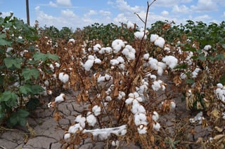 Campaña. Finalmente consiguieron la totalidad del recurso para la campaña de erradicación del picudo en el algodón. (EL SIGLO DE TORREÓN)