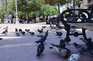 Acciones. Salud Municipal ha recibido reportes de diversos sectores de la ciudad sobre la presencia de gran cantidad de palomas. (FERNANDO COMPEÁN)