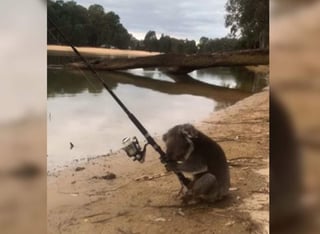 El koala está técnicamente sólo apoyado, pero parece que de verdad pescara. (INTERNET)