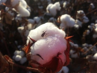Es muy importante la participación de los productores de algodón dentro del esquema de erradicación. (EL SIGLO DE TORREÓN)