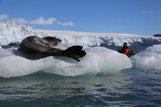 Mediante focas con un dispositivo que traerán investigaran que efectos tiene el cambio climático en los mares antárticos. (ARCHIVO)