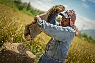 El considerable aumento de CO2 reduce las proteínas y otros nutrientes del arroz. (ARCHIVO)