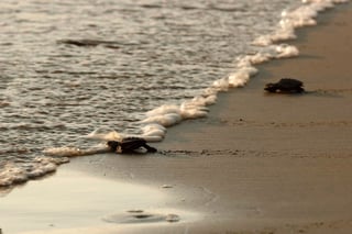 La Comisión Nacional de Áreas Naturales Protegidas (CNANP) cuenta con 32 campamentos tortugueros, para proteger estas especies marinas enlistadas en la NOM-059-SEMARNAT-2010, bajo la categoría de Peligro de Extinción. (ARCHIVO)