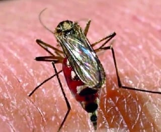 Riesgo. El calor extremo que hay actualmente en la región, facilita la proliferación del mosquito Aedes Aegypti que causa el dengue. (EL SIGLO DE TORREÓN)
