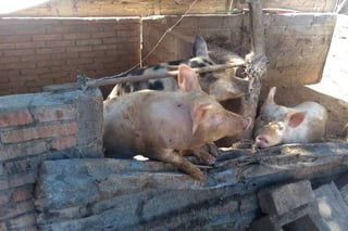 Molestia. Desde hace años en el domicilio tienen criaderos de cerdos, pero en tiempo de calor aumenta la molestia por el olor. (EL SIGLO DE TORREÓN)
