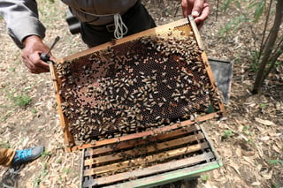 A salvo.  El sector apícola no ha tenido afectaciones graves por el calor y las abejas sobreviven.
