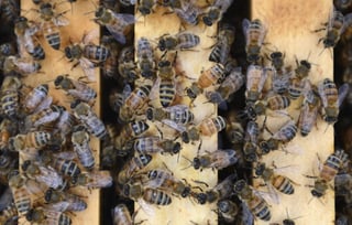 Tendencia. Tras una caída significativa en la producción de miel, el clima ha favorecido. (ARCHIVO) 