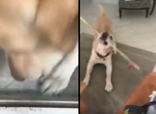El perro abre la puerta siguiendo las instrucciones de su dueña. (INTERNET)