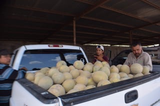 El titular de Desarrollo Rural, Natividad Navarro Morales, explicó que el precio abrió a 4.50 pesos kilo, pero se “movió” a 2.70, el cuál consideró que es razonable. (ARCHIVO)