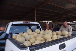 Producción. Los campesinos empezaron a sacar las primeras cosechas de melón y el precio ronda los 3 pesos por kilogramo. (EL SIGLO DE TORREÓN/MARY VÁZQUEZ)
