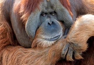 Investigadores se plantearon un enfoque multifacético para lograr la conservación de orangutanes y así se reduzca su caza. (ARCHIVO)  