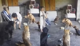 La reacción de los perros se vuelve viral en la red (INTERNET) 