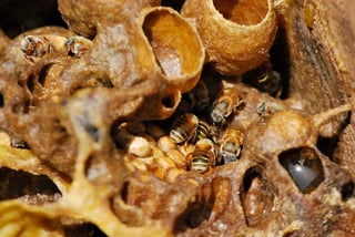 Las Grandes Planicies del Norte, en las Dakotas, y zonas vecinas constituyen la región más importante para la apicultura comercial porque más de un millón de colonias pasan el verano ahí dándose un banquete de polen y néctar de flores silvestres y otras plantas. (ARCHIVO)
