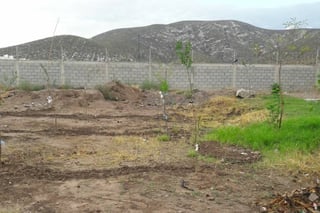 Árboles. Los vecinos de Villas San Isidro en conjunto con Fomento Ecológico, convirtieron un basurero en un área forestal. (EL SIGLO DE TORREÓN)