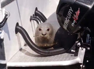 Los viajeros dejaron a la foca quedarse ahí el tiempo que quisiera. (INTERNET)