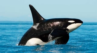 El censo anual de las orcas en el Estrecho de Puget, en el estado de Washington, ha contabilizado 75 animales en tres clanes de las orcas residentes del sur, informó el diario The Seattle Post-Intelligencer. (ARCHIVO)