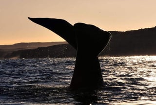 El hecho de saber qué especies de ballenas costeras estaban presentes en el Mediterráneo hace 2,000 años aporta una nueva luz a las fuentes históricas antiguas. (ARCHIVO)