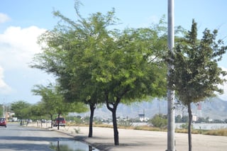 Se pasa de largo. Sin actividades por el Día del Árbol en el municipio de Torreón. (EL SIGLO DE TORREÓN)