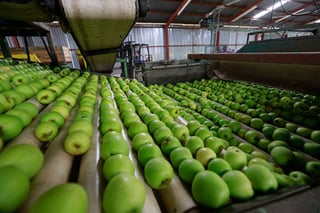 Difícil. Las represalias generadas por Donald Trump a la importación de las manzanas se dificultan.  (ARCHIVO)