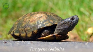 Se trata de “David”, una tortuga terrapene Coahuila, mejor conocida como tortuga bisagra, que es uno de los pocos especímenes que viven en el mundo porque está en peligro de extinción.