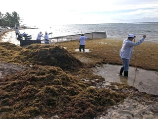 En poco menos de 45 días, trabajadores municipales han retirado cerca de dos toneladas de sargazo de las 13 playas de acceso público de Cancún. (ARCHIVO)
