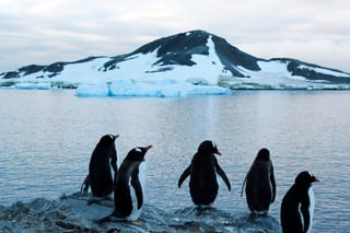 Greenpeace descubrió nuevos ecosistemas marinos en la Antártida que se encuentran en condiciones vulnerables, por lo que deben 'protegerse'. (ARCHIVO)