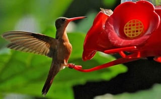 Los colibríes son de gran importancia ecológica, ya que son responsables de la reproducción sexual de muchas especies de plantas con flor. (ESPECIAL)