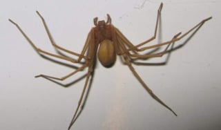 El antídoto contra la mordedura de esta araña no estaba disponible en el estado. (ARCHIVO)
