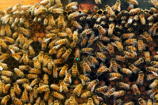 La ropa de colores oscuros atrae a las abejas, mientras que los ruidos estridentes y las luces brillantes las estimulan a atacar. (ARCHIVO)