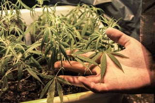 Respaldo. Especialistas aseguran que la despenalización de drogas debe iniciar con la marihuana. (AGENCIAS)