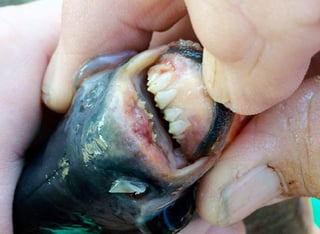 Lo encontró en un lago de Estados Unidos, aunque es un pez de Sudamérica. (INTERNET)