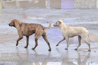 En Torreón, se estima que hay de 150 mil a 300 mil perros 'callejeros'. (ARCHIVO)