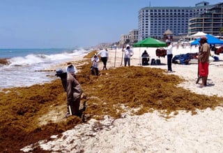 Se sumaron este fin de semana a los esfuerzos que realizan las autoridades de Cancún para retirar el sargazo de las playas del destino. (ARCHIVO)
