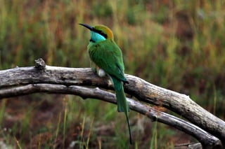 Las especies de pájaros que habitan en ellas han evolucionado hacia cerebros más grandes, con el objetivo de afrontar mejor los cambios ambientales. (ARCHIVO)