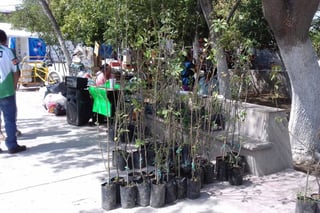 Reforestación. Autoridades mantienen programa ecológico para reforestar el municipio de San Pedro. (EL SIGLO DE TORREÓN/ROBERTO ITURRIAGA)