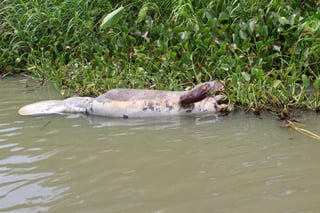 En 90 kilómetros de ríos y lagunas que atraviesan los municipios de Macuspana, Jonuta y Centla está muriendo la fauna acuática: manatíes, peces, lagartos, reptiles y aves. (ARCHIVO)