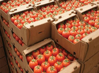 Comercializan. Las ventas de tomate fresco al exterior tuvo una tasa de crecimiento de 21.1 por ciento en el mes de julio. (ARCHIVO)