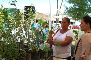 Árboles. Lerdo produce en el vivero municipal de Raymundo 30 mil árboles de manera anual, teniendo un remanente para donar.