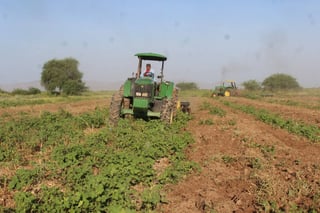Trabajos. Hace unos días iniciaron los trabajos fitosanitarios en algunas parcelas de melón en el ejido San Miguel. (EL SIGLO DE TORREÓN/MARY VÁZQUEZ)