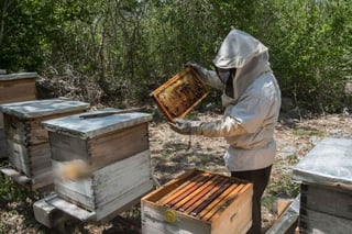 Hasta ahora se han contabilizado 365 colmenas afectadas en 18 apiarios que están en un radio de hasta cinco kilómetros del plantío de chile habanero, lo que podría llevar a los apicultores a perder su principal fuente de ingresos. (ARCHIVO)