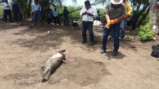 El cadáver de un manatí fue encontrado en la Ranchería Cañaveralito, municipio de Centla, Tabasco, con lo que suman 37 ejemplares muertos. (TWITTER)