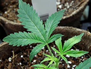 Por mayoría. La SCJN avaló el reconocimiento del uso medicinal del cannabis, contenido en la Constitución de la CDMX. (AP)