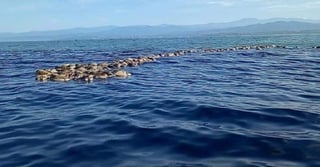 Tras el fallecimiento de las más de 300 tortugas -cifra que podría aumentar-, estas especies serán enterradas en la playa. (ESPECIAL)