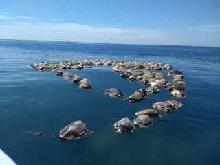Unas 350 tortugas golfinas murieron en costas de Oaxaca al quedar atrapadas en un trasmallo, presuntamente de pesca de altura, que hasta ahora su procedencia no ha sido identificada. (EFE)