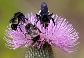 El estudio sobre el comportamiento de los abejorros indica que el riesgo de que el alimento tratado con pesticidas acabe entrando en los panales puede ser mayor de lo que se creía. (ARCHIVO)